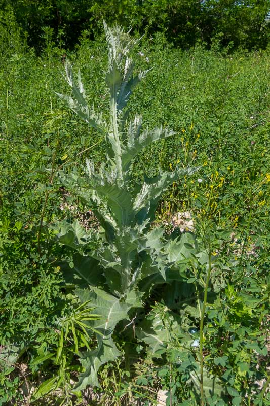 Onopordum acanthium /Onopordo tomentoso